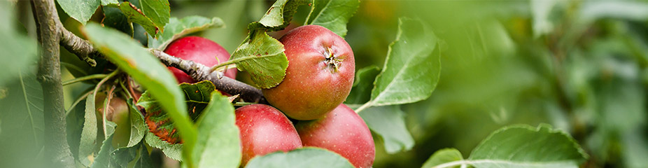 knackig-rote Äpfel am Baum