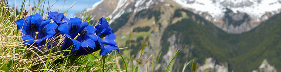 Blauer Enzian blüht auf einer Bergwiese