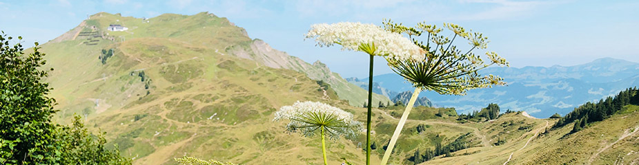 Meisterwurz-Blüte in den Bergen