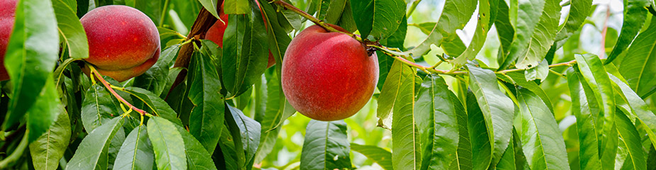 Fruchtige Pfirsiche am Baum