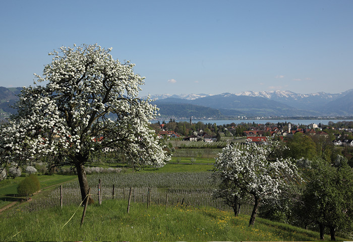 blühende Obstbäume im Prinz Obstgarten am Bodensee