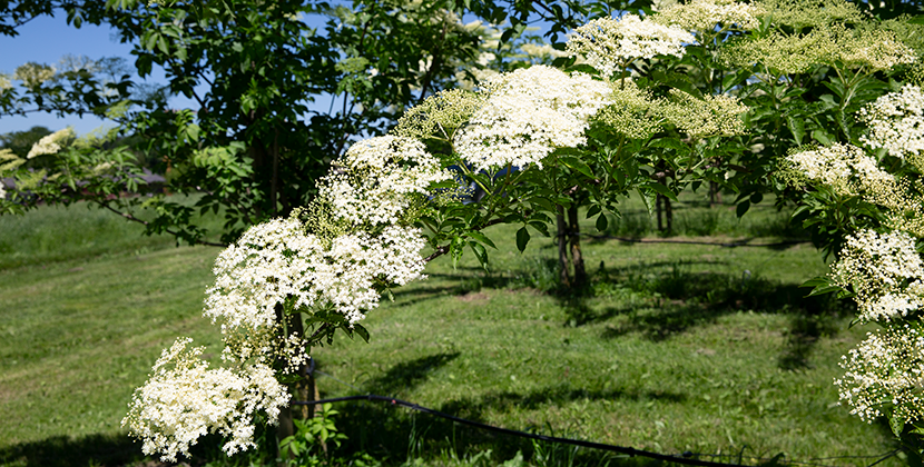Blühende Holundersträuche im Prinz Holunderquartier 