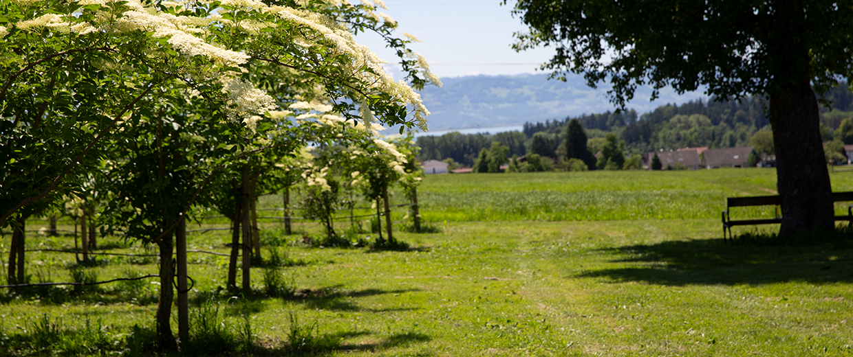 Ernte der Blüten im Prinz Holunderquartier