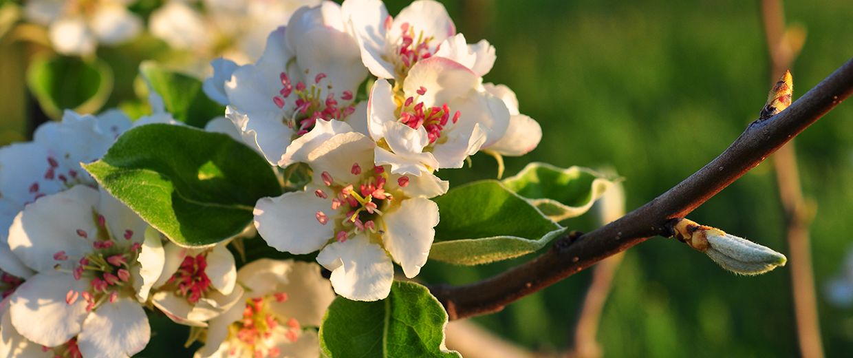Blütezeit im Prinz Obstgarten