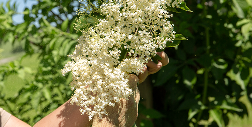 Blühende Holunderdolden im Prinz Holunderquartier