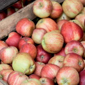Prinz Geschichte 2017 Äpfel werden für Maischverfahren vorbereitet