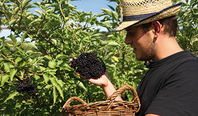 Prinz Obsthof Erntezeit