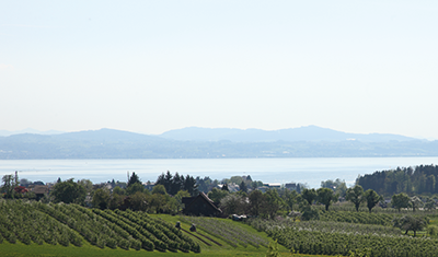 Äpfel werden geerntet mit Blick auf Bodensee