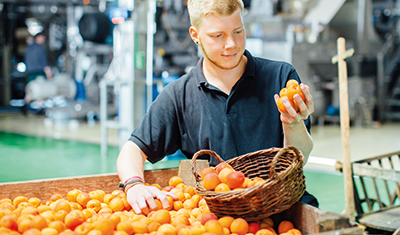 Prinz Obsthof Marillen bei der Qualitätskontrolle am Obsthof