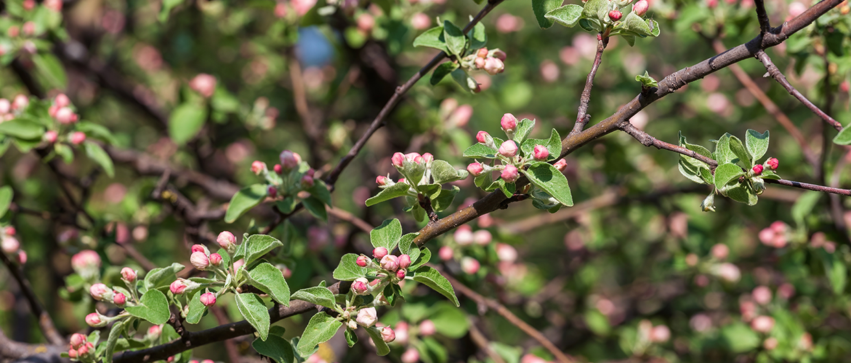 Knospenzeit im Prinz Obstgarten