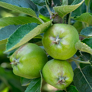 Prinz Obstgarten Äpfel während der Wachstumsphase
