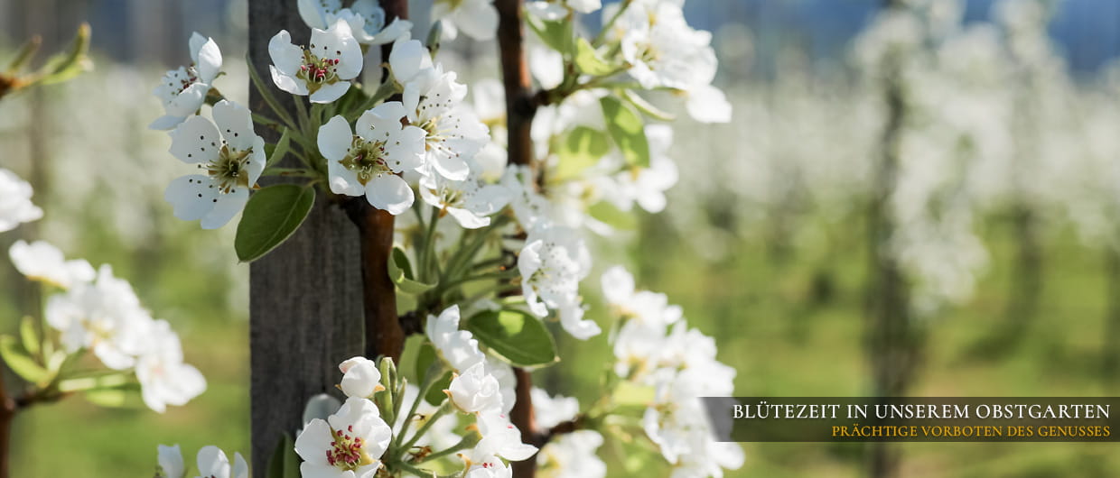 Blütezeit in unserem Obstgarten, prächtige Vorboten des Genusses