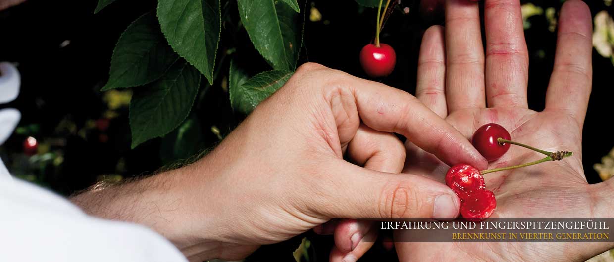 Hand mit aufgeschnittener Kirsche: Fruchtexperte prüft das Fruchtfleisch einer Kirsche