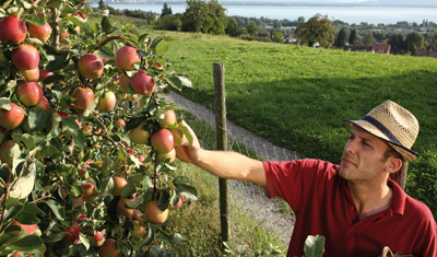 Äpfel werden geerntet mit Blick auf Bodensee