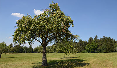 Auf den Streuobstwiesen von Prinz gedeihen über 70 Jahre alte Obstbäume.