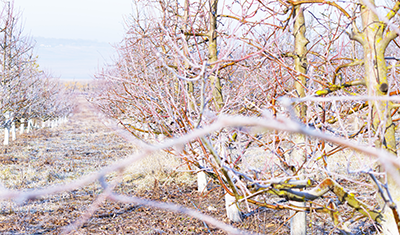 Wintersonnwende am Prinz Obsthof 