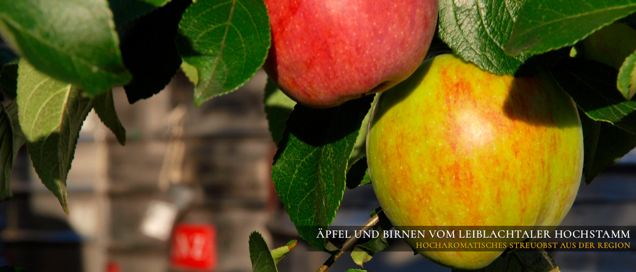 Äpfel und Birnen vom Leiblachtaler Hochstamm: hocharomatisches Streuobst aus der Region