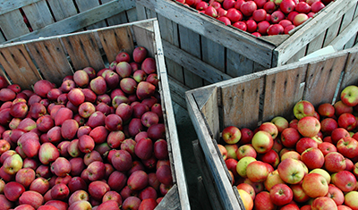 Holzkisten gefüllt mit reifen Äpfeln