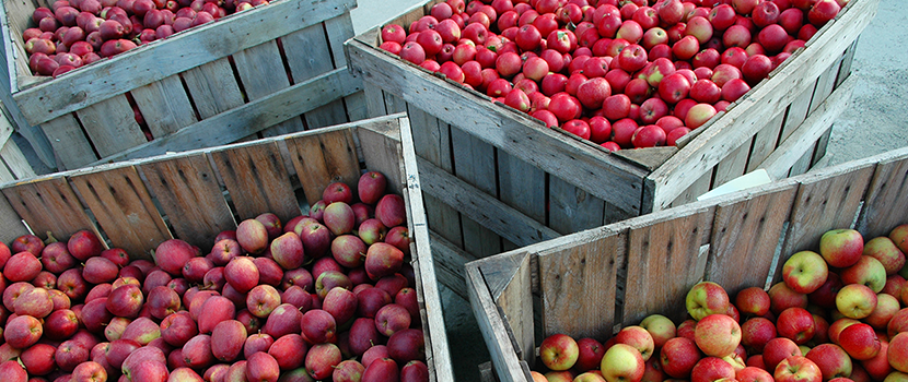 Äpfel in Holzkisten bei Anlieferung in Prinz Obsthof
