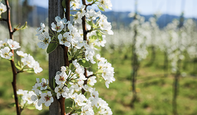 Prinz Obsthof Blütezeit bei Äpfeln